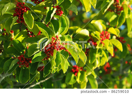 Ilex rotunda (also for lucky charms) 86259010