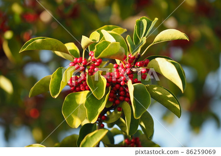 冬青圓形大廳（也用於幸運符） 86259069