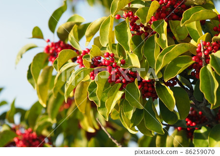 Ilex rotunda (also for lucky charms) 86259070