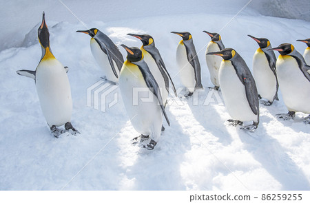 Walk along the Asahiyama zoo · penguin Walk along the Asahiyama zoo · penguin 86259255