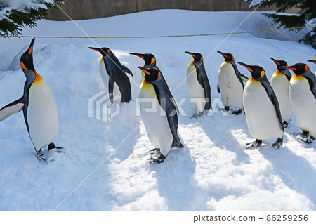 Walk along the Asahiyama zoo · penguin Walk along the Asahiyama zoo · penguin 86259256