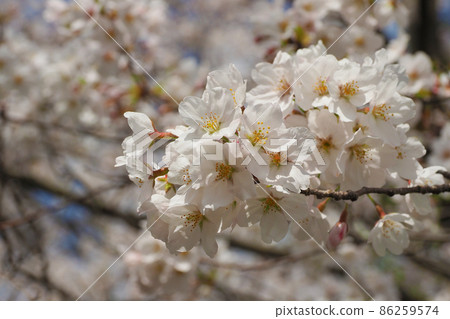 Cherry Blossom	 Cherry Blossom	 86259574