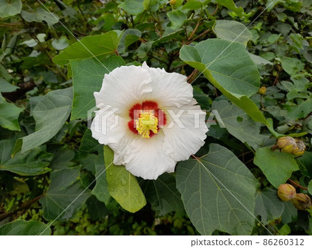 花果植物 86260312