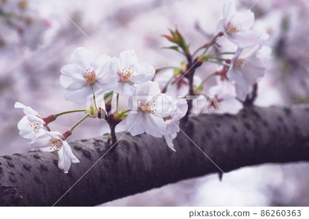 櫻花(春季活動等) 櫻花(春季活動等) 86260363