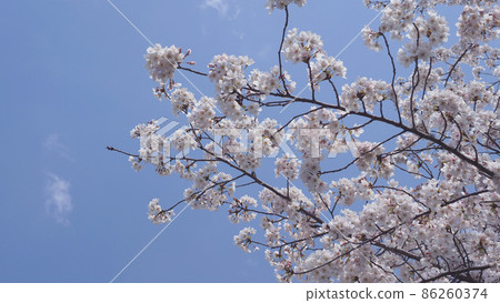 櫻花(春季活動等) 櫻花(春季活動等) 86260374