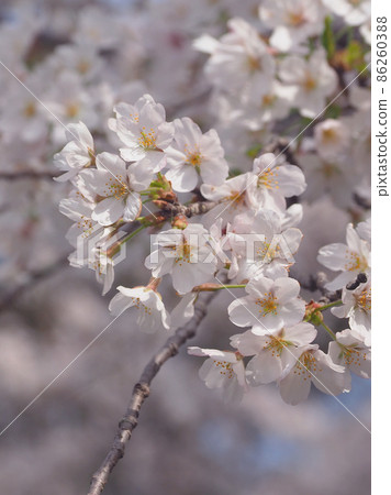 Sakura (for spring events, etc.) 86260388