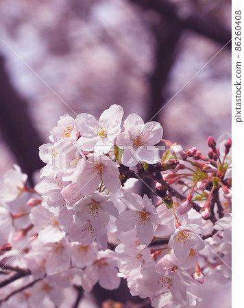 Sakura (for spring events, etc.) 86260408