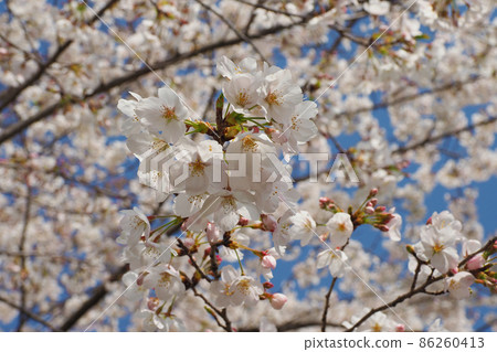 櫻花(春季活動等) 櫻花(春季活動等) 86260413