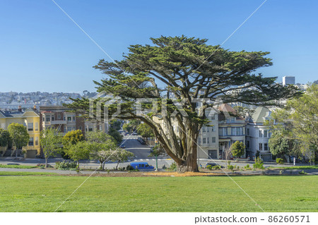 Day view of lush green tree at Alamos Square in San Francisco, CA 86260571