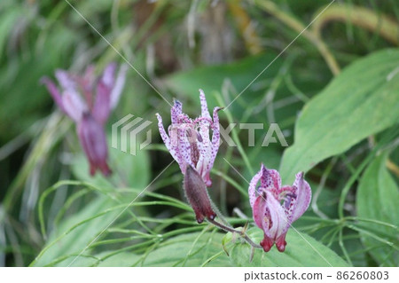 Giant flowers 86260803
