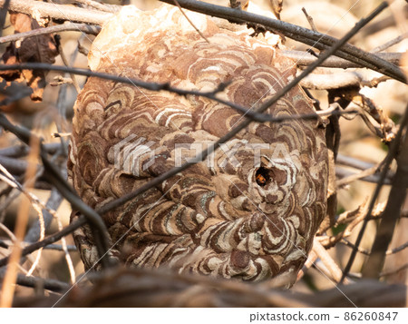 Wasp nesting Wasp nesting 86260847