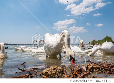 A large flock of graceful white swans swims in the lake., swans in the wild A large flock of graceful white swans swims in the lake., swans in the wild 86261189