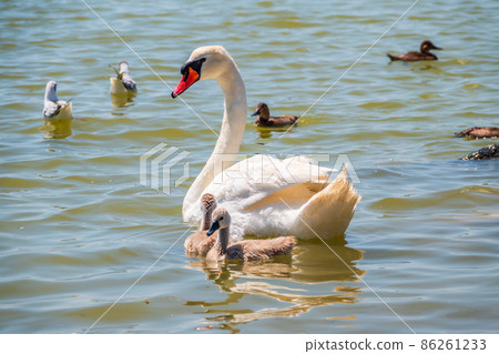 A female mute swan, Cygnus olor, swimming on a lake with its new born baby cygnets. Mute swan protects its small offspring. Gray, fluffy new born baby cygnets. A female mute swan, Cygnus olor, swimming on a lake with its new born baby cygnets. Mute swan protects its small offspring. Gray, fluffy new born baby cygnets. 86261233