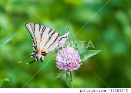 Beautiful Butterfly Scarce Swallowtail, Sail Swallowtail, Pear-tree Swallowtail, Podalirius. Latin name Iphiclides podaliriu. Butterfly collects nectar on flower. Beautiful Butterfly Scarce Swallowtail, Sail Swallowtail, Pear-tree Swallowtail, Podalirius. Latin name Iphiclides podaliriu. Butterfly collects nectar on flower. 86261245