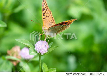 The dark green fritillary butterfly collects nectar on flower. Speyeria aglaja is a species of butterfly in the family Nymphalidae. 86261247
