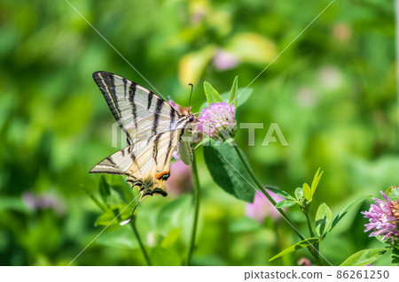 Beautiful Butterfly Scarce Swallowtail, Sail Swallowtail, Pear-tree Swallowtail, Podalirius. Latin name Iphiclides podaliriu. Butterfly collects nectar on flower. Beautiful Butterfly Scarce Swallowtail, Sail Swallowtail, Pear-tree Swallowtail, Podalirius. Latin name Iphiclides podaliriu. Butterfly collects nectar on flower. 86261250