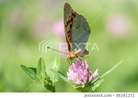 The dark green fritillary butterfly collects nectar on flower. Speyeria aglaja is a species of butterfly in the family Nymphalidae. The dark green fritillary butterfly collects nectar on flower. Speyeria aglaja is a species of butterfly in the family Nymphalidae. 86261251