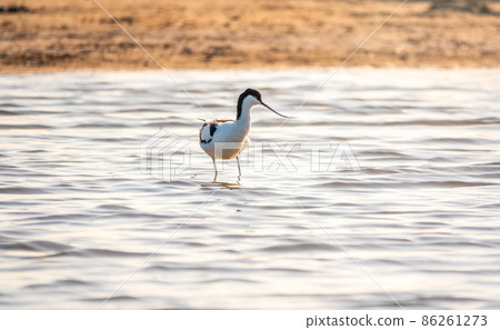 Water bird pied avocet, Recurvirostra avosetta, feeding in the lake. The pied avocet is a large black and white wader with long, upturned beak Water bird pied avocet, Recurvirostra avosetta, feeding in the lake. The pied avocet is a large black and white wader with long, upturned beak 86261273