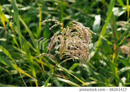 Yoshi (natural texture) 86261417