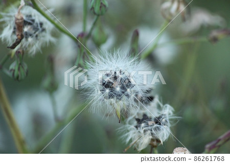 Fluffy grass seeds 86261768