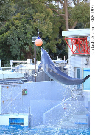 品川水族館 跳躍和触球的海豚 品川水族館 跳躍和触球的海豚 86261975