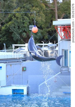 品川水族館 跳躍和触球的海豚 品川水族館 跳躍和触球的海豚 86261976