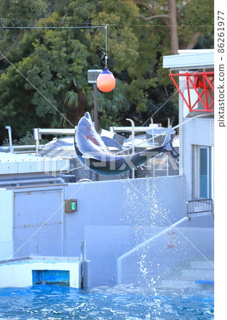 Shinagawa Aquarium A dolphin that jumps and touches the ball Shinagawa Aquarium A dolphin that jumps and touches the ball 86261977