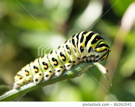 Larva of swallowtail butterfly 86262041