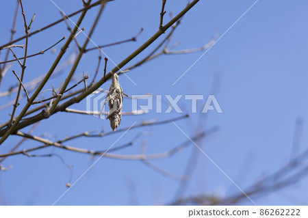 袋蟲越冬 袋蟲越冬 86262222