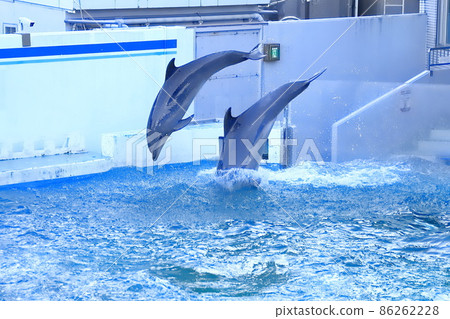 Shinagawa Aquarium Two dolphins jumping together Shinagawa Aquarium Two dolphins jumping together 86262228