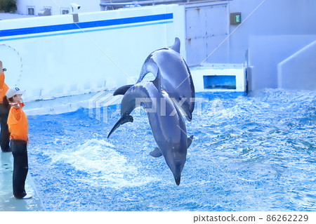 Shinagawa Aquarium Two dolphins jumping together Shinagawa Aquarium Two dolphins jumping together 86262229