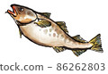 Fresh cod 1 86262803
