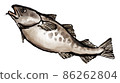 Fresh eel 2 86262804