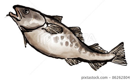 鮮鰻魚 2 86262804