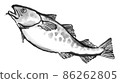 Fresh eel 3 86262805