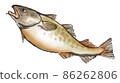 Fresh cod 4 86262806