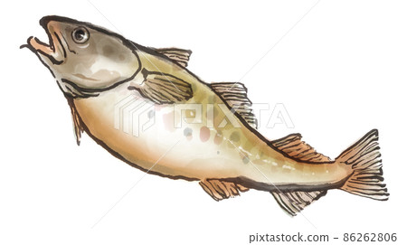 Fresh cod 4 86262806