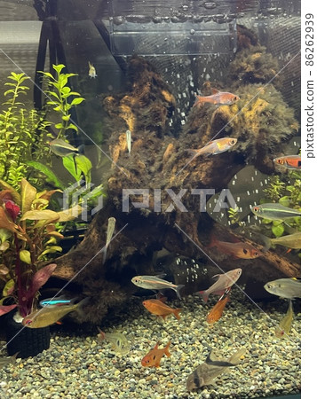 水族館熱帶魚水族館 86262939