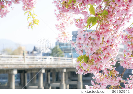 京都三條大橋河津櫻花 京都三條大橋河津櫻花 86262941