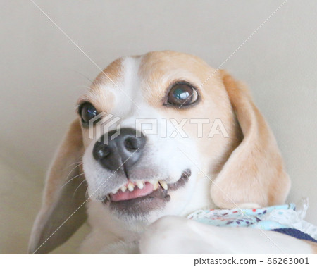 Angry beagle store