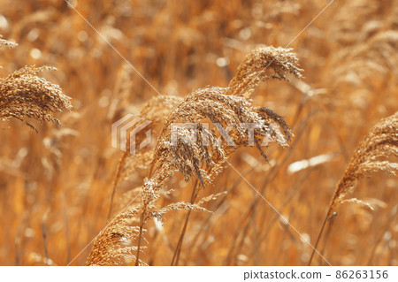 Yoshi (reed) Yoshi (reed) 86263156