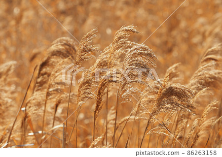 Yoshi (reed) Yoshi (reed) 86263158