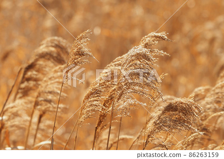 Yoshi (reed) Yoshi (reed) 86263159