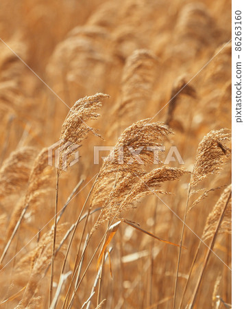 耀西（蘆葦） 86263160