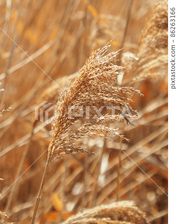 Yoshi (reed) Yoshi (reed) 86263166