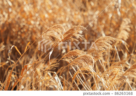Yoshi (reed) Yoshi (reed) 86263168