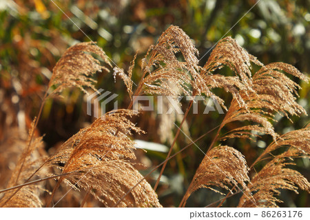Yoshi (reed) Yoshi (reed) 86263176