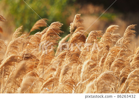 蘆葦,蘆葦,蘆葦,蘆葦 蘆葦,蘆葦,蘆葦,蘆葦 86263432