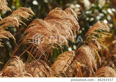 Phragmites ausus, reeds, reeds, reeds 86263437