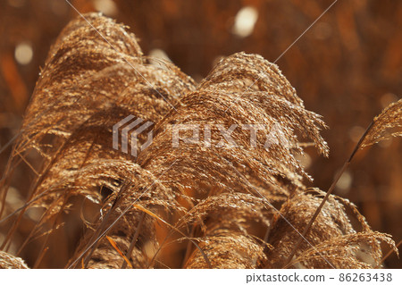 Phragmites ausus, reeds, reeds, reeds 86263438
